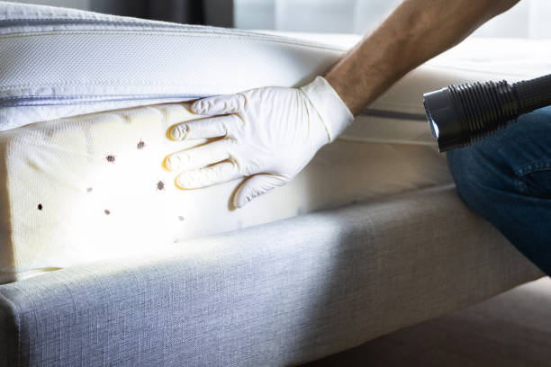 Best Termite Control Services  in St Marys, WV