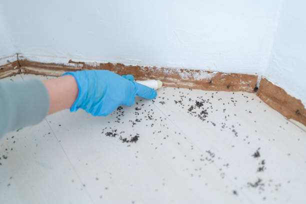 Best Ant Control Services  in St Marys, WV