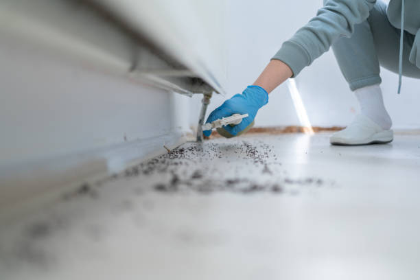 Best Bed Bug Extermination  in St Marys, WV
